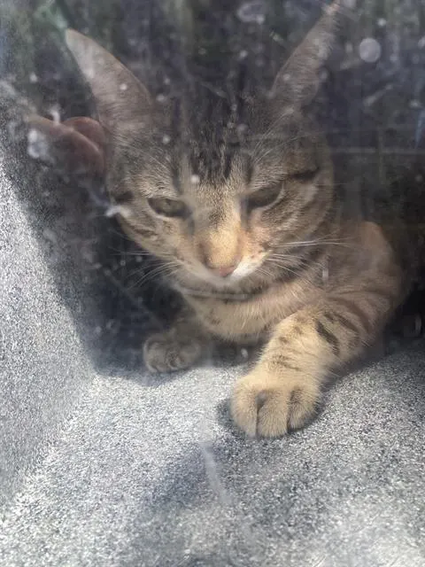 Chomp