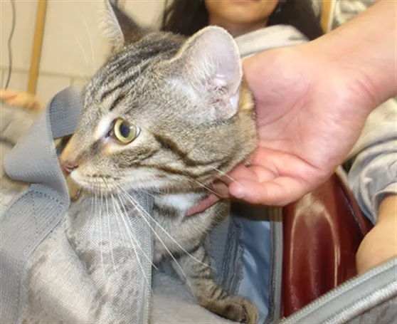 Adoptable Cat