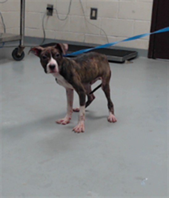 Adoptable Dog