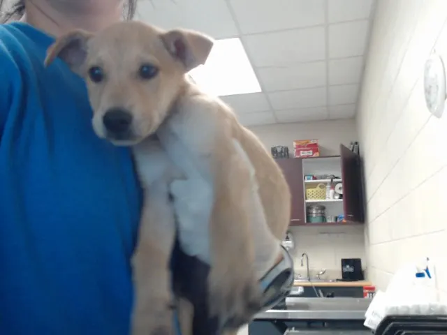 Adoptable Dog