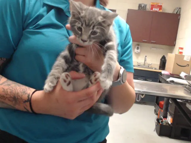 Adoptable Cat