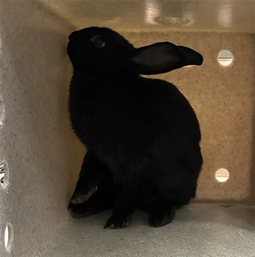 *Bunnicula