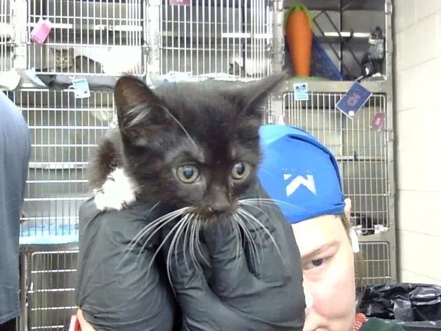 Adoptable Cat