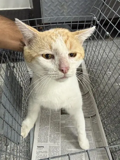 Adoptable Cat