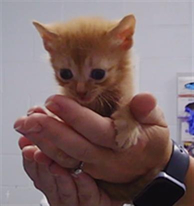 Adoptable Cat