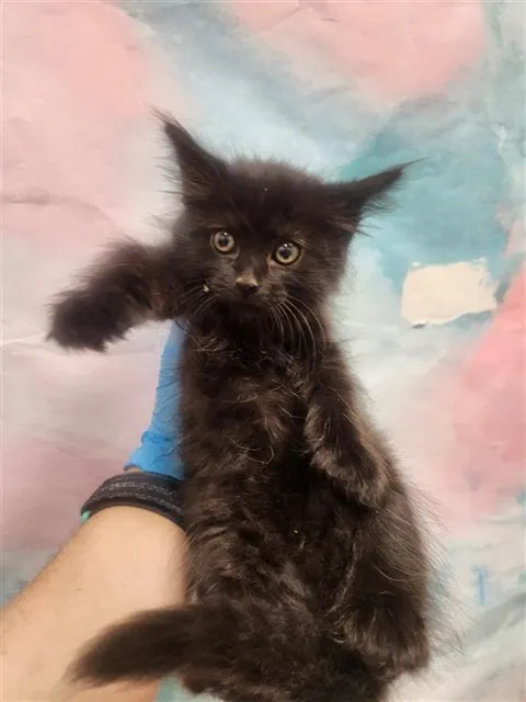 *Luna
