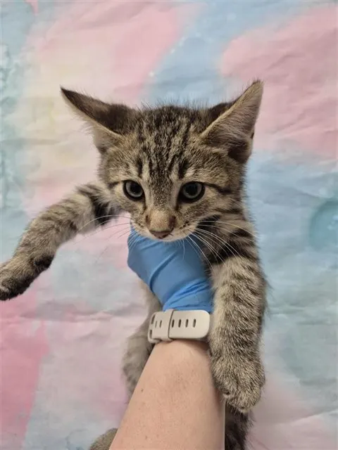 *Simba