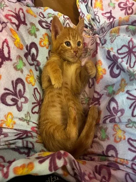 Adoptable Cat