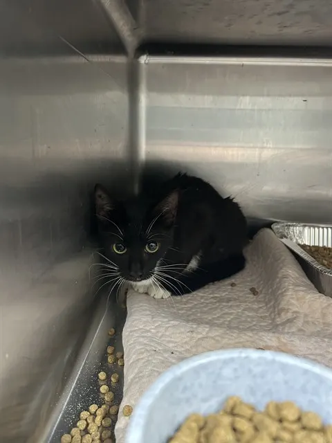 Adoptable Cat