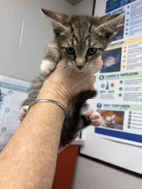 Adoptable Cat