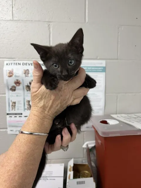 Adoptable Cat