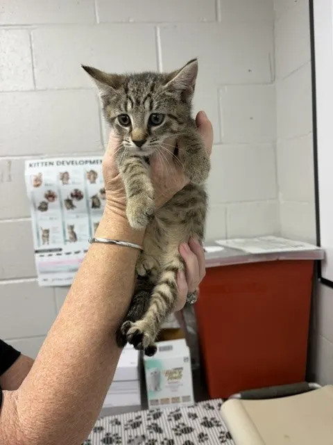 Adoptable Cat