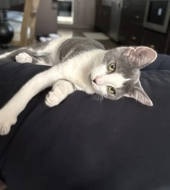 Stella