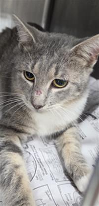 Adoptable Cat