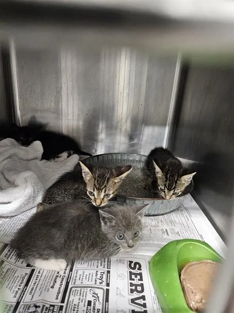 Adoptable Cat
