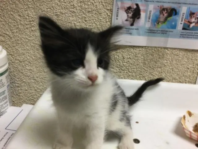 Koda