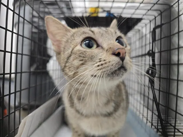 Adoptable Cat