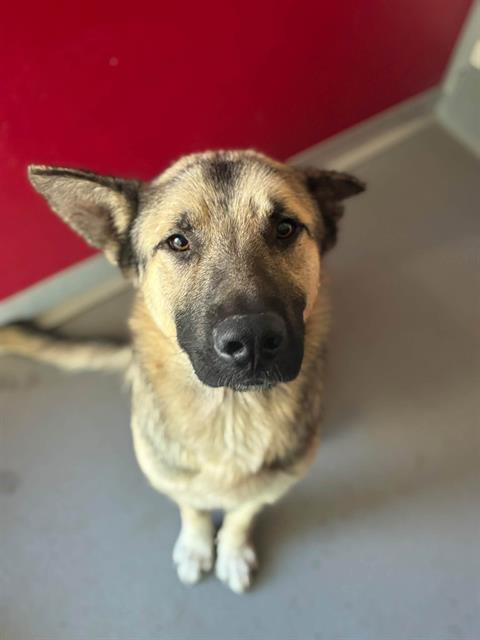 Adoptable Dog