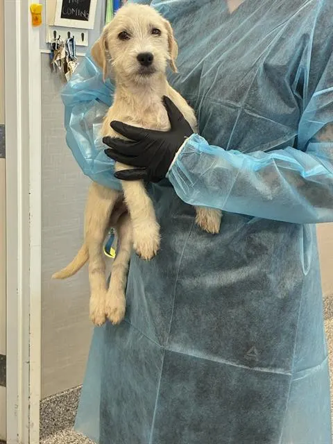 Adoptable Dog
