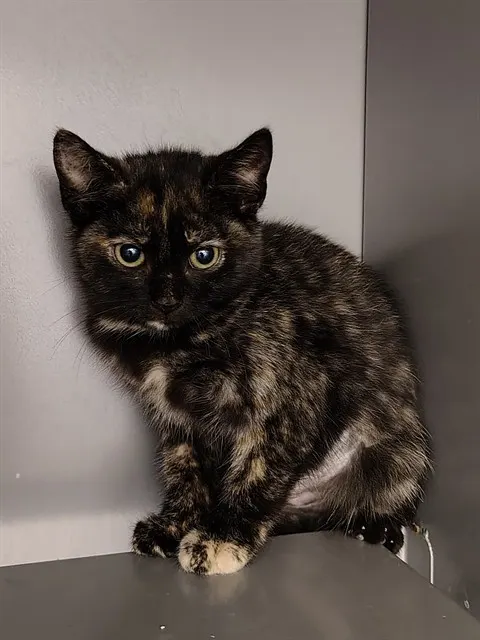 Penny
