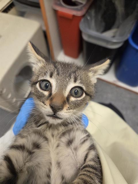 Cilantro