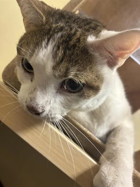 Patches
