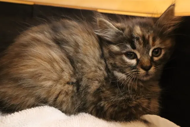 Adoptable Cat