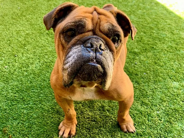 Adoptable Dog
