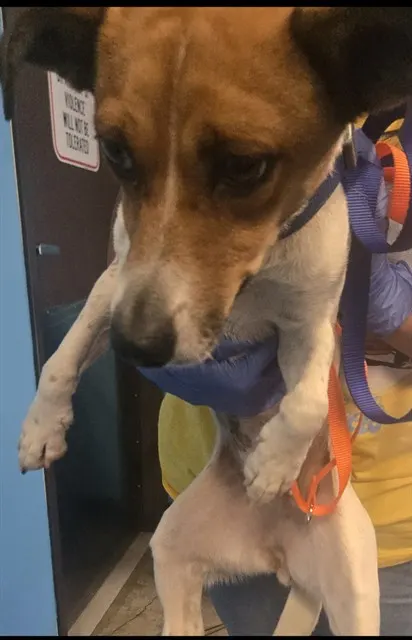 Adoptable Dog