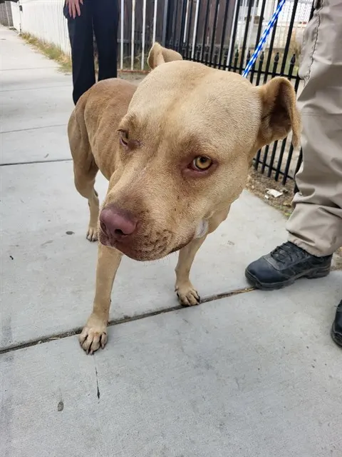 Adoptable Dog