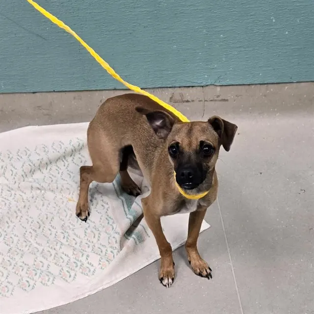 Adoptable Dog
