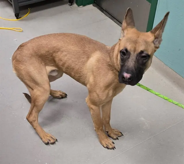 Adoptable Dog