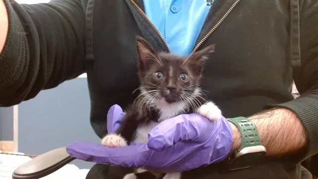 Matilda