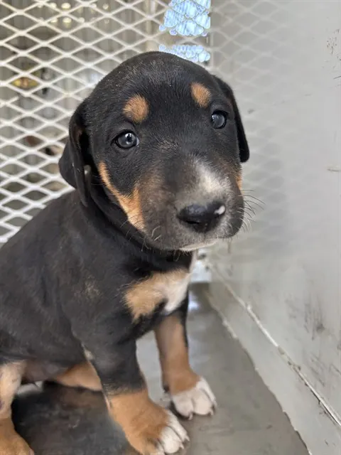 Adoptable Dog