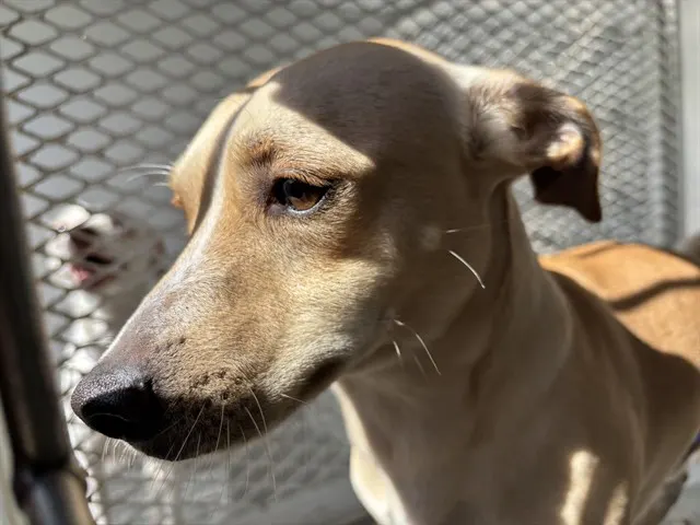 Adoptable Dog