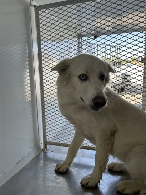 Adoptable Dog