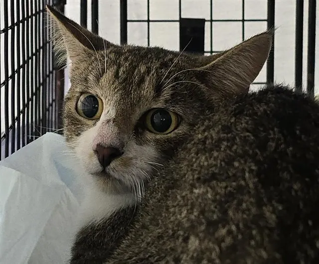 Adoptable Cat