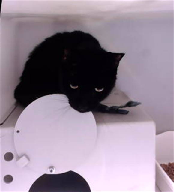 Salem