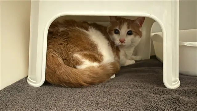 Ginger