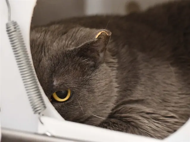 Dexter