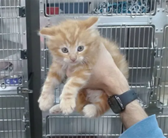 Floof
