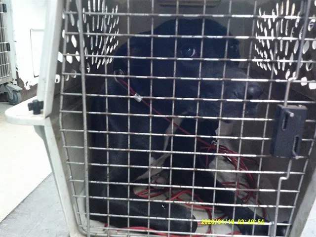 Adoptable Dog