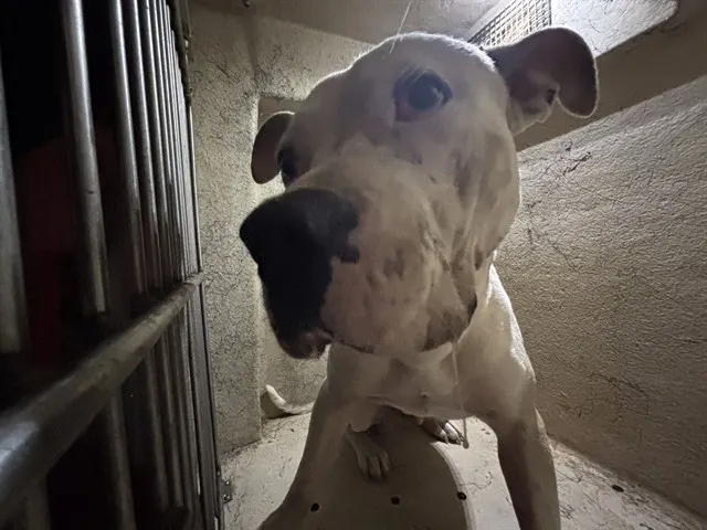 Adoptable Dog