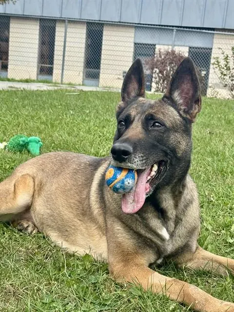 Lyla