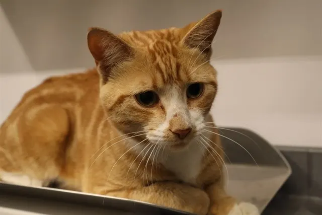 Adoptable Cat