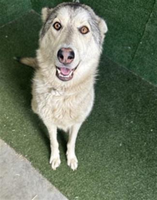 Loba