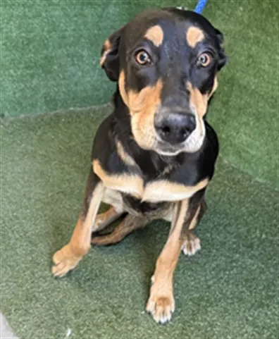 Adoptable Dog