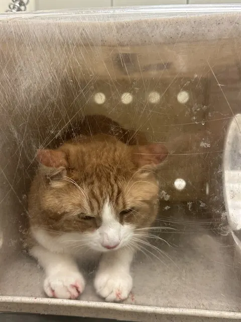 Merengue