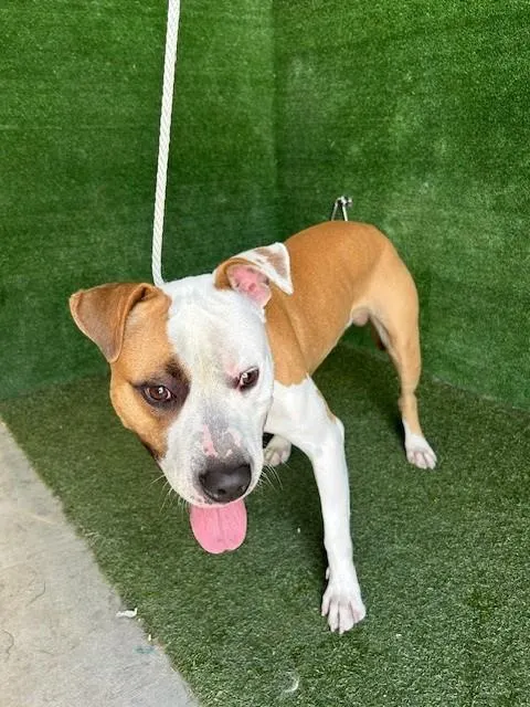 Adoptable Dog
