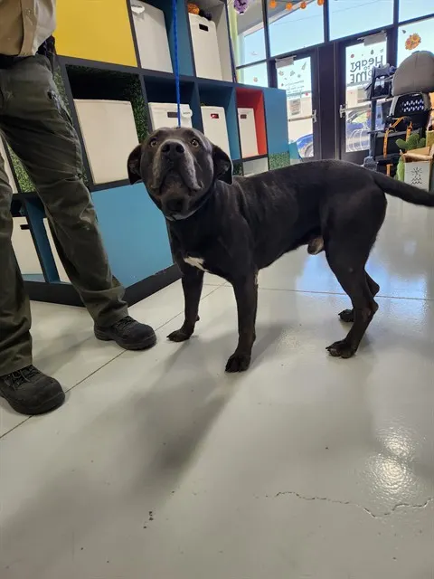 Adoptable Dog